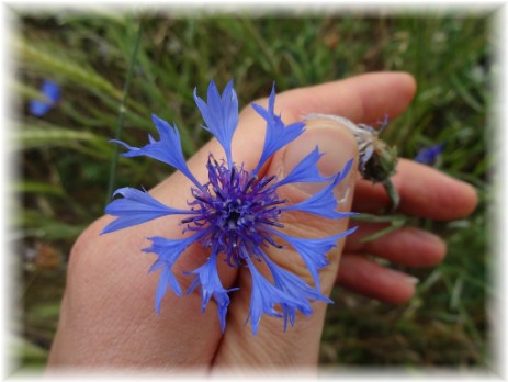 Kornblume (Cyanus segetum) - Blüte